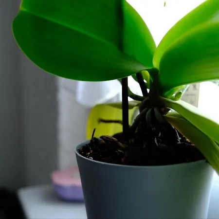 Euromamhaus - Korean