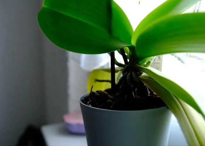 Euromamhaus - Korean